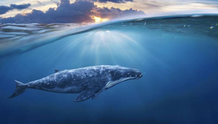 whales' brains are protected when swimming