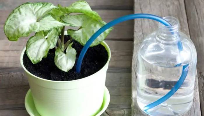A Self-Watering Plant System

